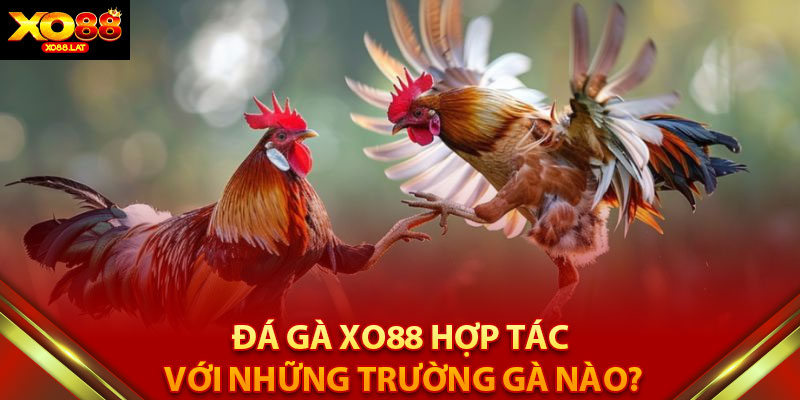 Đá gà XO88 hợp tác với những trường gà nào?